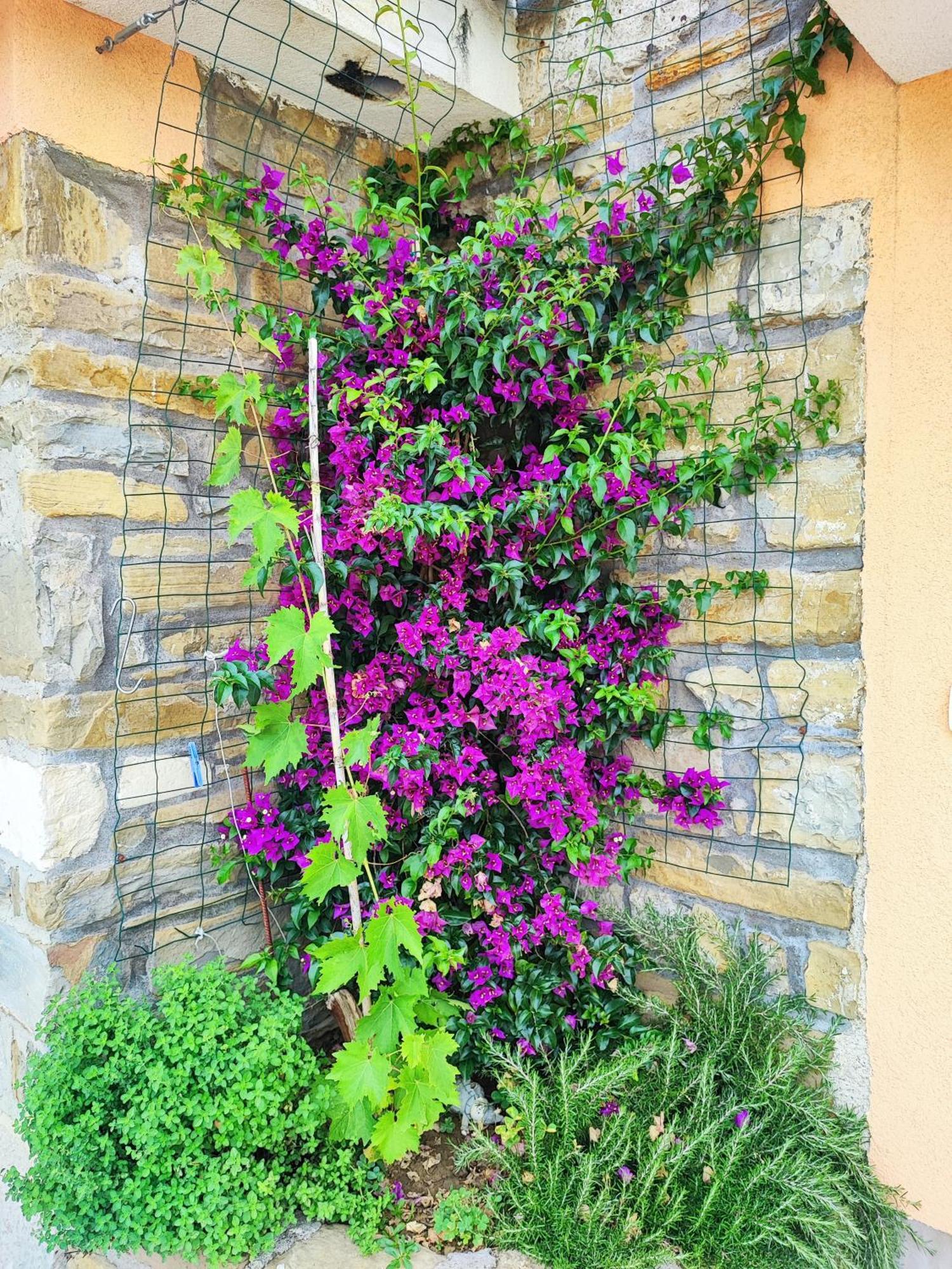 Apartment Wine & Olive Oil Mofardin Koper Luaran gambar