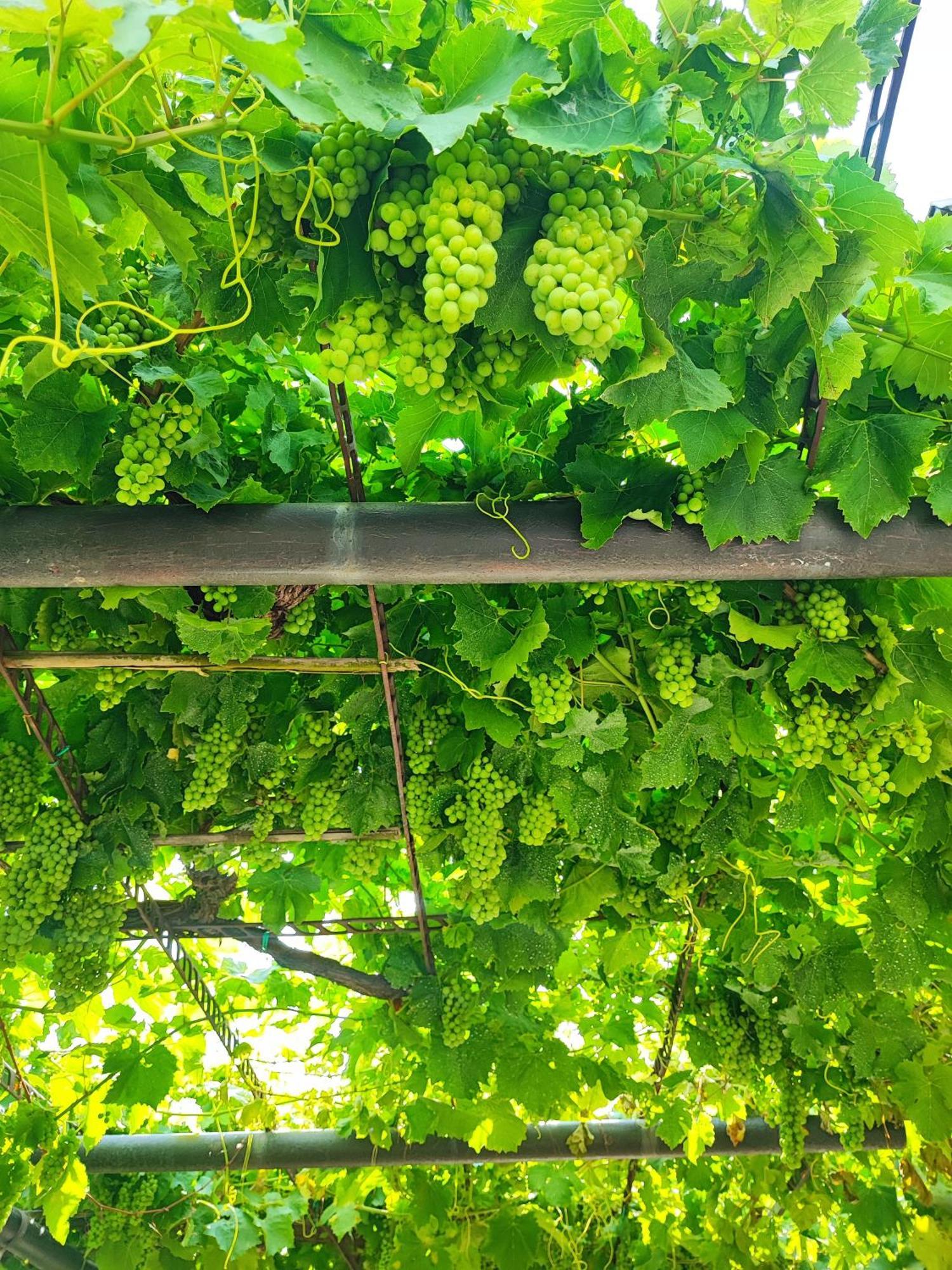 Apartment Wine & Olive Oil Mofardin Koper Luaran gambar