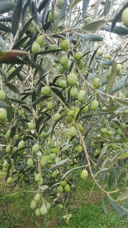 Apartment Wine & Olive Oil Mofardin Koper Luaran gambar
